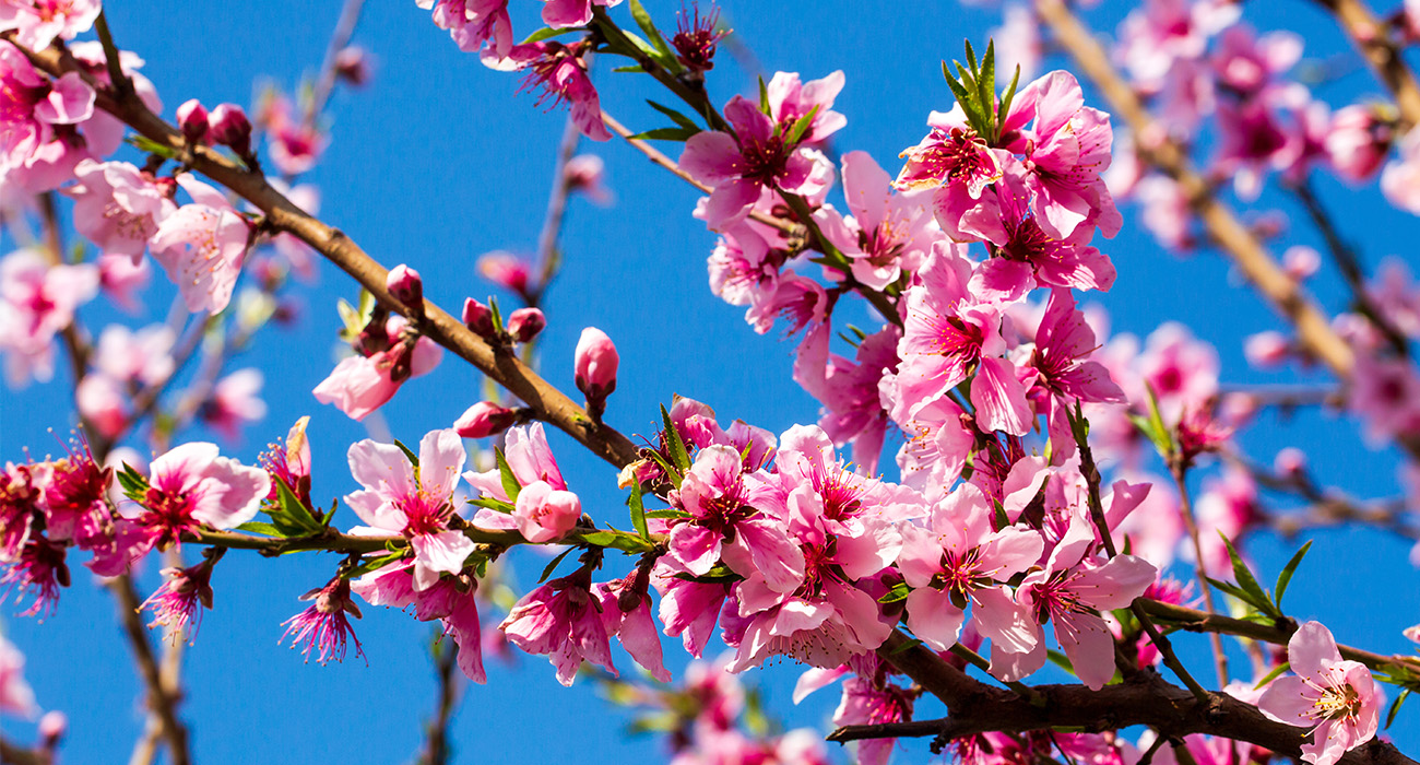 kwiaty i zawiązki drzew